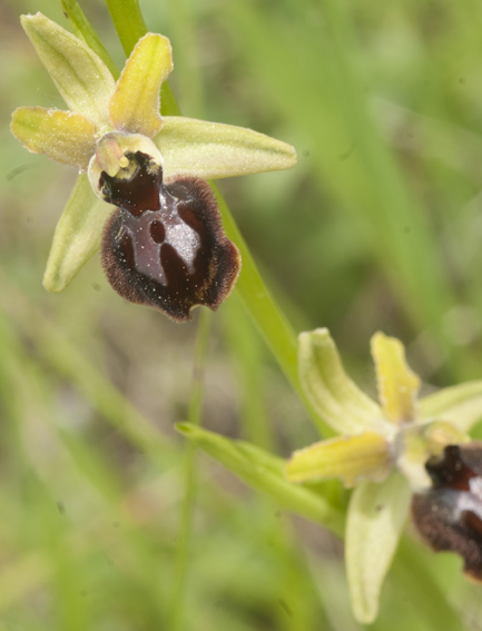 ophrys pseudoatrata in Lucania